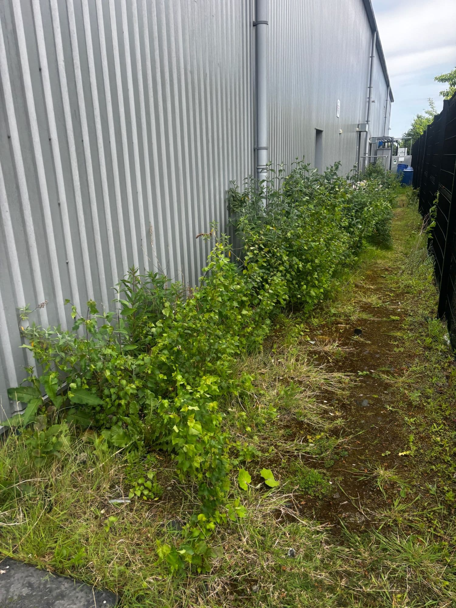 Before: Overgrown verge between an industrial unit and its perimeter fence before grounds work