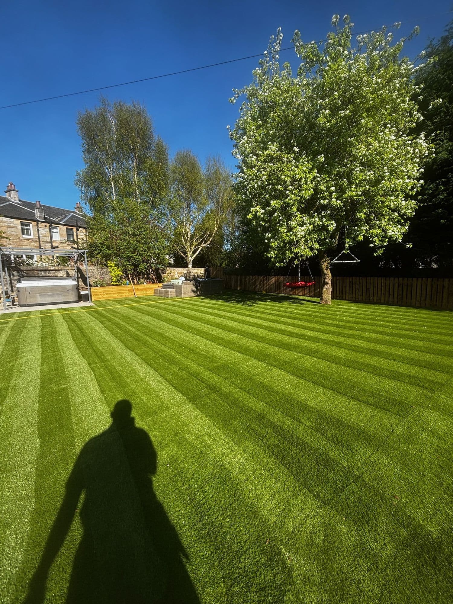 Garden lawn cut in neat stripes with a blossoming tree behind